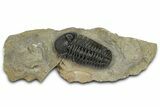 Phacopid (Morocops) Trilobite - Foum Zguid, Morocco #372432-3